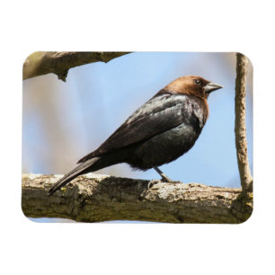 Brown-köpfiger Cowbird Magnet