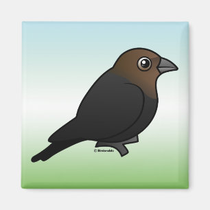 Brown-köpfiger Cowbird Magnet