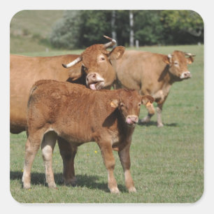 Brown-Kuh, die ihr Kalb wäscht Quadratischer Aufkleber