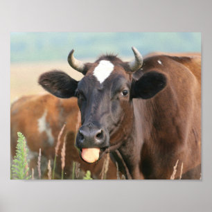 Brown-Kuh-haftendes Zunge-heraus lustiges Poster