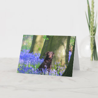 Brown Labrador in den Bluebells Karte