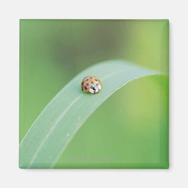 Brown Ladybug Magnet (Vorne)