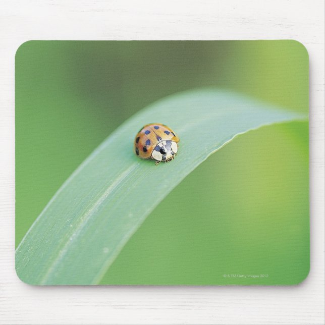 Brown Ladybug Mousepad (Vorne)