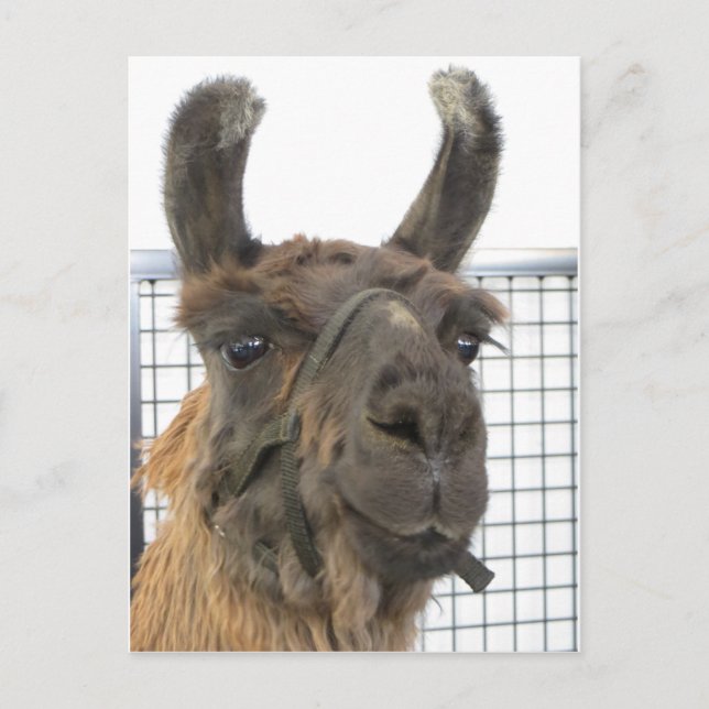 Brown Lama 1 Postkarte (Vorderseite)