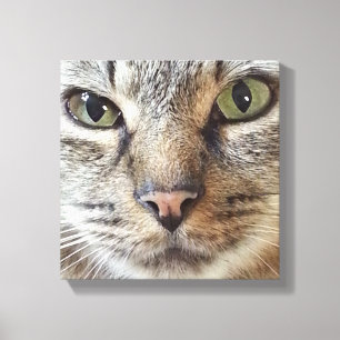 Brown langhaarige Tabby-Katze Leinwanddruck