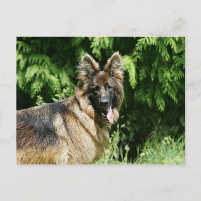 Brown Long Haired German Shepherd 1 Postkarte (Vorderseite)