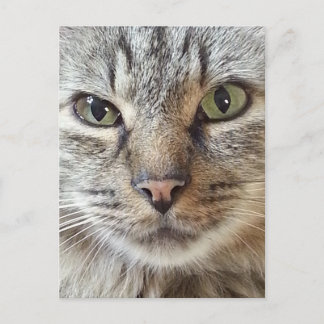 Brown Longhair Tabby Cat Postkarte
