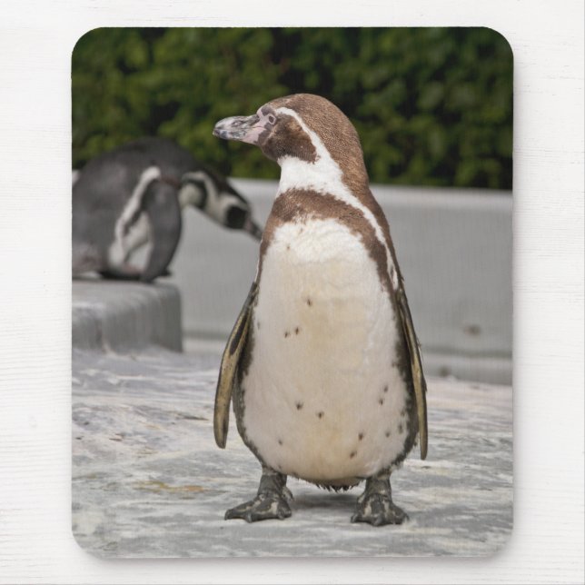 Brown Magellanic Pinguin Mousepad (Vorne)