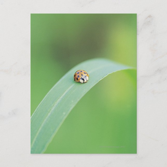 Brown-Marienkäfer Postkarte (Vorderseite)