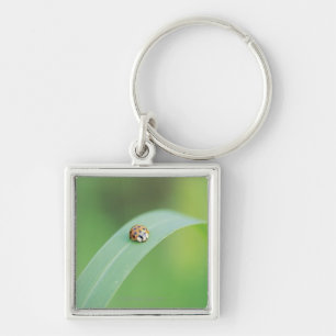 Brown-Marienkäfer Schlüsselanhänger