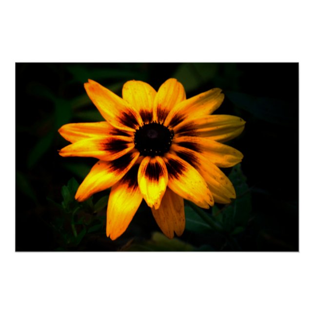 Brown Mit Augen Susan Blume Poster (Vorderseite)