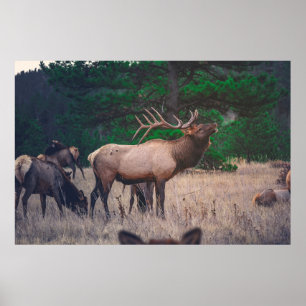 BROWN MOOSE IN DER NÄHE VON GRÜNEM BAUM AM TAG POSTER