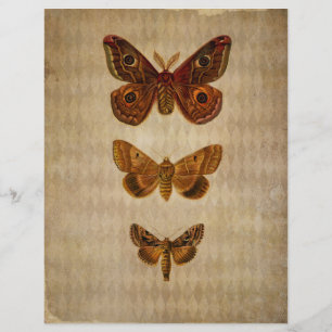 Brown Moths Vintag Scrapbook Paper