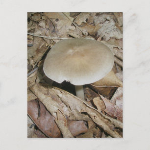 Brown Mushroom Postcard Postkarte