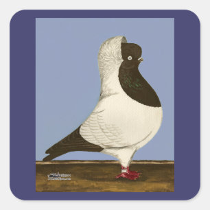 Brown Nun Pigeon Quadratischer Aufkleber