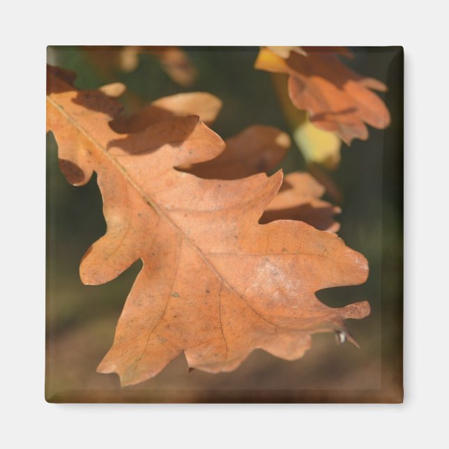 Brown Oak Leaf Magnet (Vorne)