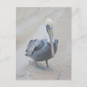 Brown Pelican #2 OBX Postkarte