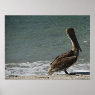 Brown Pelican auf dem Beach Foto Poster