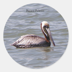 Brown Pelican Aufkleber