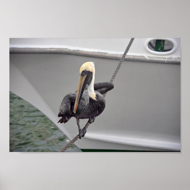 Brown Pelican Balancing on a Rope, Florida Poster (Vorne)