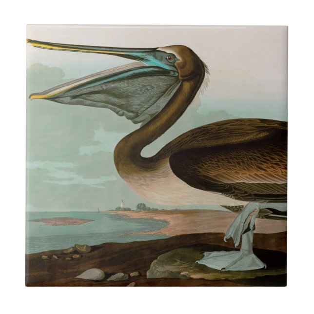 Brown Pelican Birds America Audubon Print Fliese (Vorderseite)