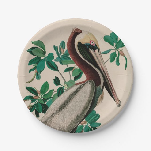 Brown Pelican Birds America Audubon Print Pappteller (Vorderseite)