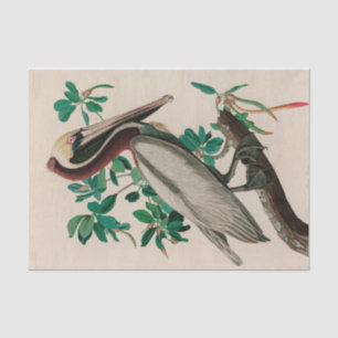 Brown Pelican Birds America Audubon Print Seidenpapier