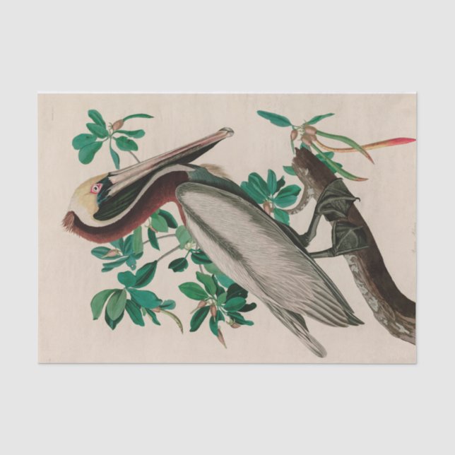 Brown Pelican Birds America Audubon Print Seidenpapier (Vorderseite)