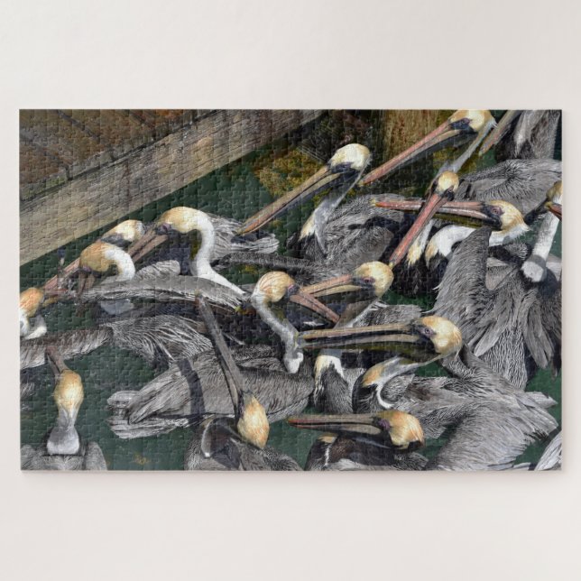 Brown Pelican Crowd, Florida (Horizontal)