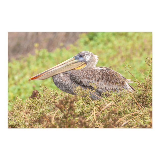 Brown Pelican Fotodruck (Vorne)