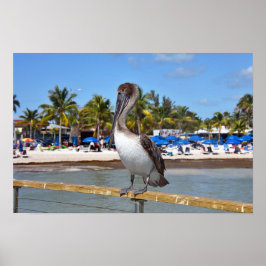 Brown Pelican, Higgs Beach, Key West, Florida Poster