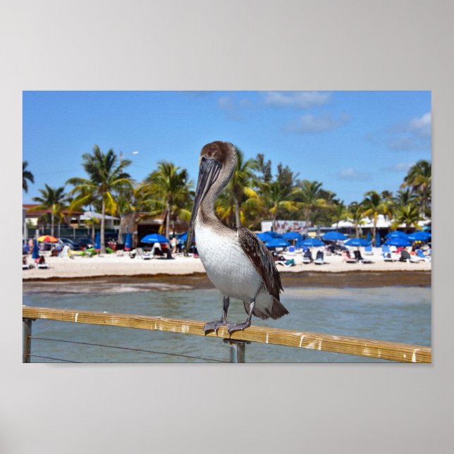 Brown Pelican, Higgs Beach, Key West, Florida Poster (Vorne)
