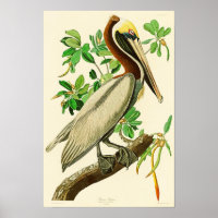 Brown Pelican John James Audubon Birds of America