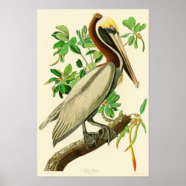 Brown Pelican John James Audubon Birds of America Poster (Vorne)