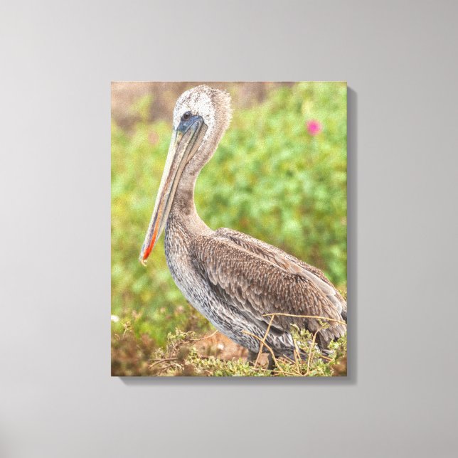 Brown Pelican Leinwanddruck (Vorderseite)