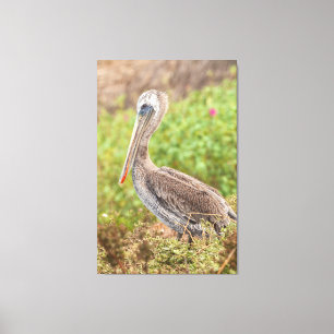 Brown Pelican Leinwanddruck