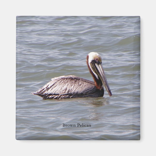 Brown Pelican-Magnet Magnet (Vorne)