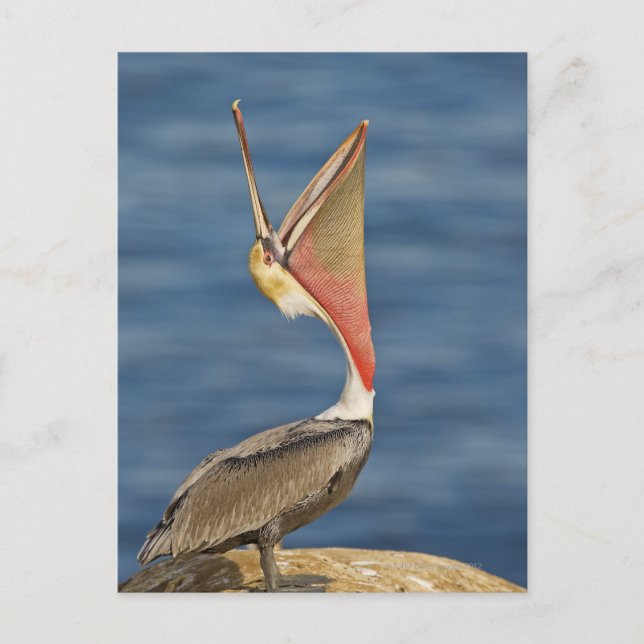 Brown Pelican mit offenem Mund Postkarte (Vorderseite)