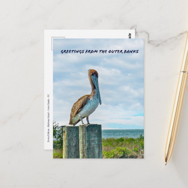 Brown Pelican Outer Banks NC Postcard Postkarte (Vorderseite/Rückseite Beispiel)