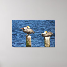 Brown Pelican Pair Roosting auf Posts
