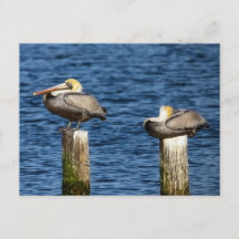 Brown Pelican Pair Roosting auf Posts