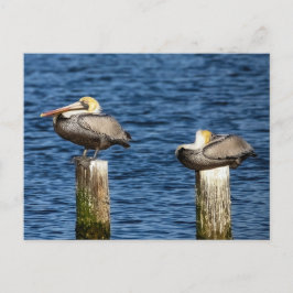 Brown Pelican Pair Roosting auf Posts Postkarte