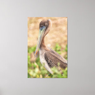 Brown Pelican Portrait Leinwanddruck