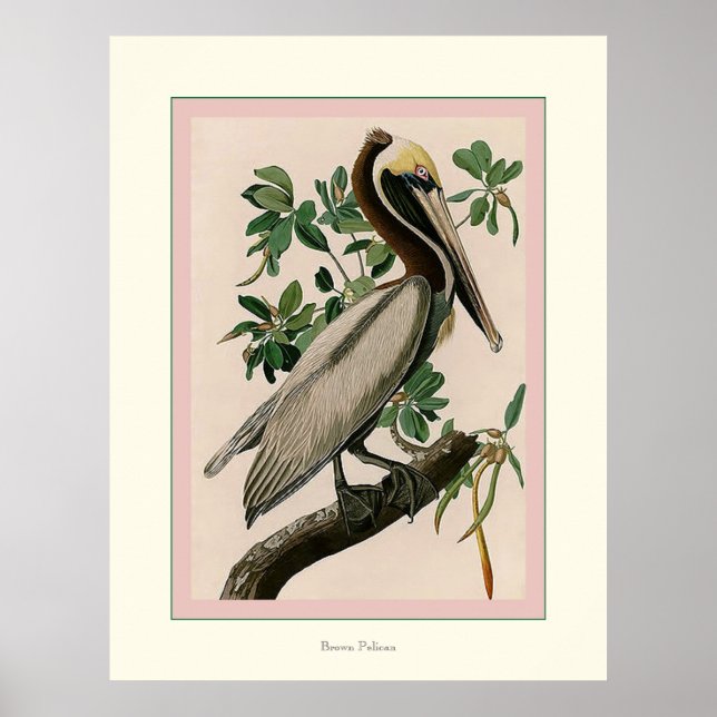 Brown Pelican Poster (Vorne)