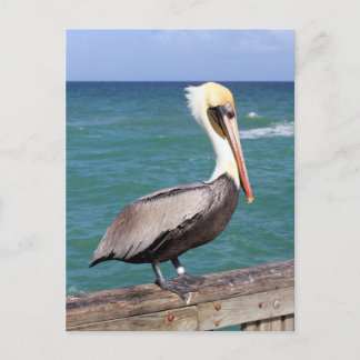 Brown Pelican Postkarte