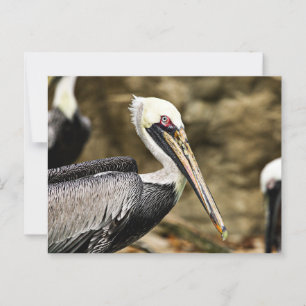 Brown Pelican Postkarte