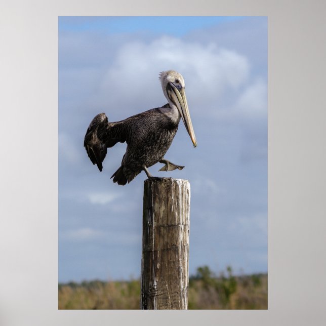 Brown Pelican Puzzle Poster (Vorne)