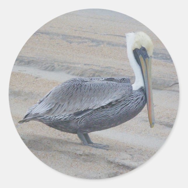 Brown Pelican Stickers (Vorderseite)