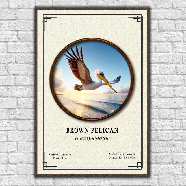 Brown Pelican Zoology Series Poster (Créateur téléchargé)