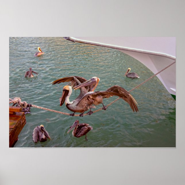 Brown Pelicans Squabble in Florida Poster (Vorne)